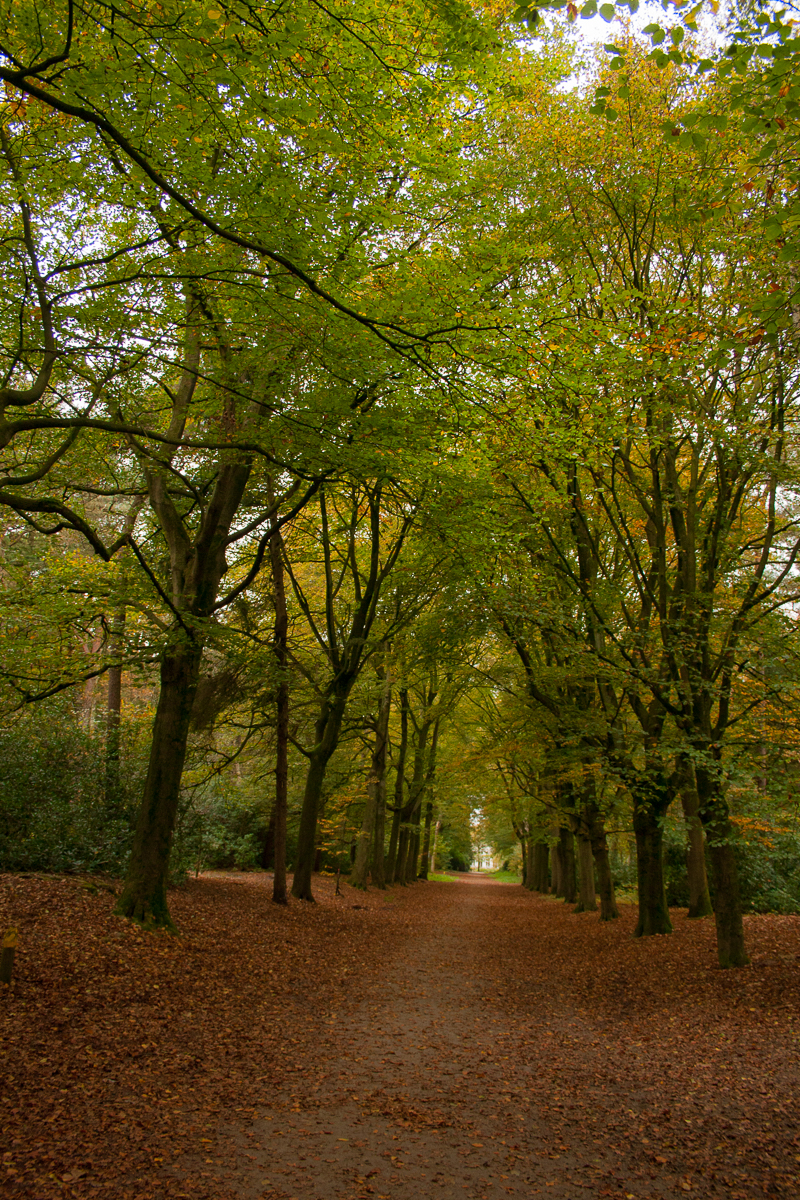 Bos herfst