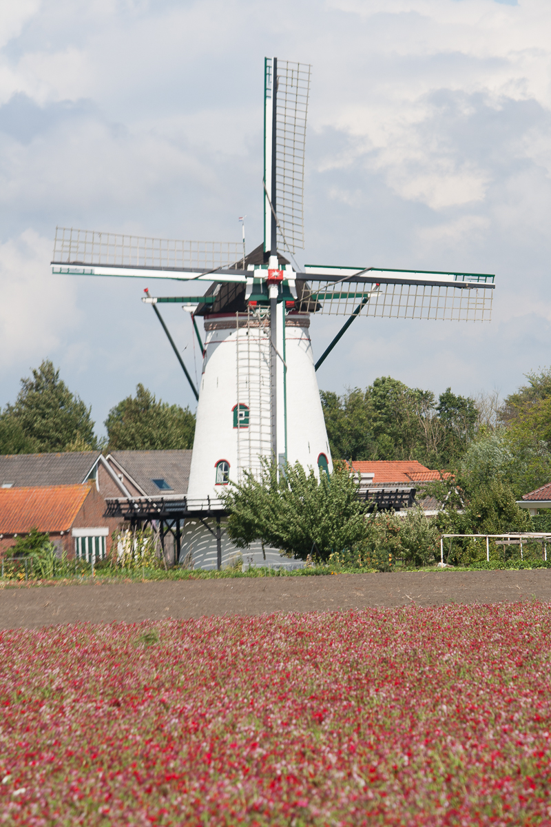 Molen Scherpenisse